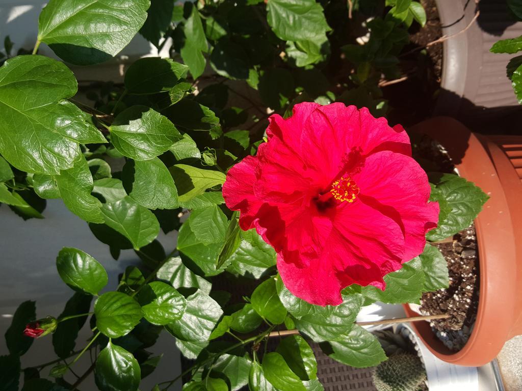 Hibiscus Guest House Budva Luaran gambar