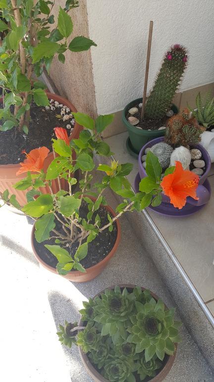 Hibiscus Guest House Budva Luaran gambar