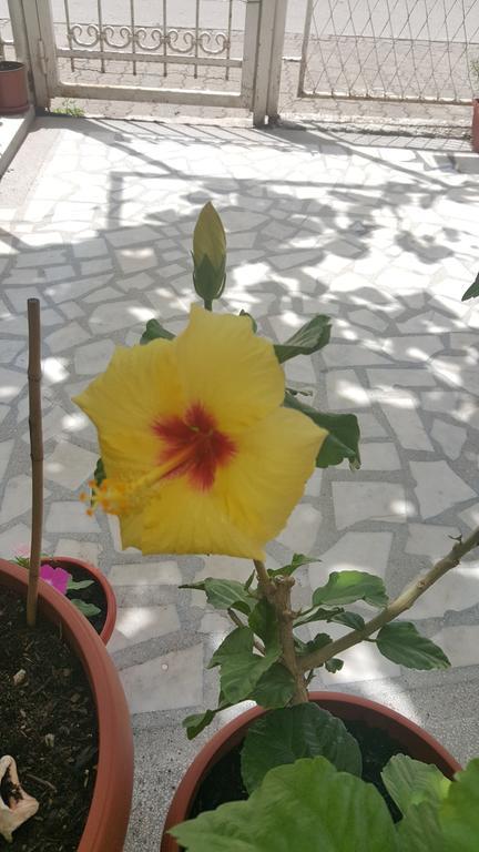 Hibiscus Guest House Budva Luaran gambar